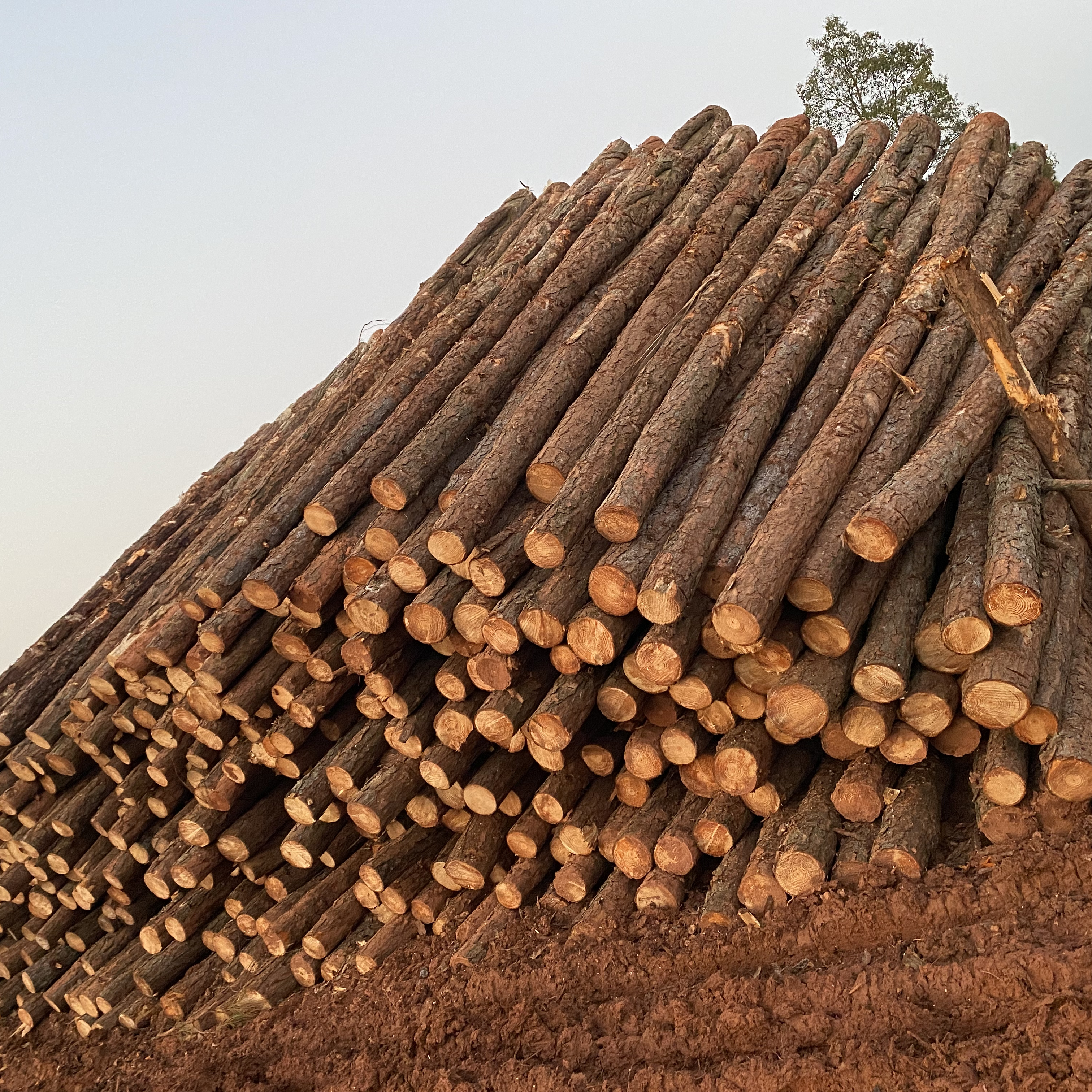 松木樁廠家泓樺錦嘉-松木樁施工后出現(xiàn)松動怎么加固？