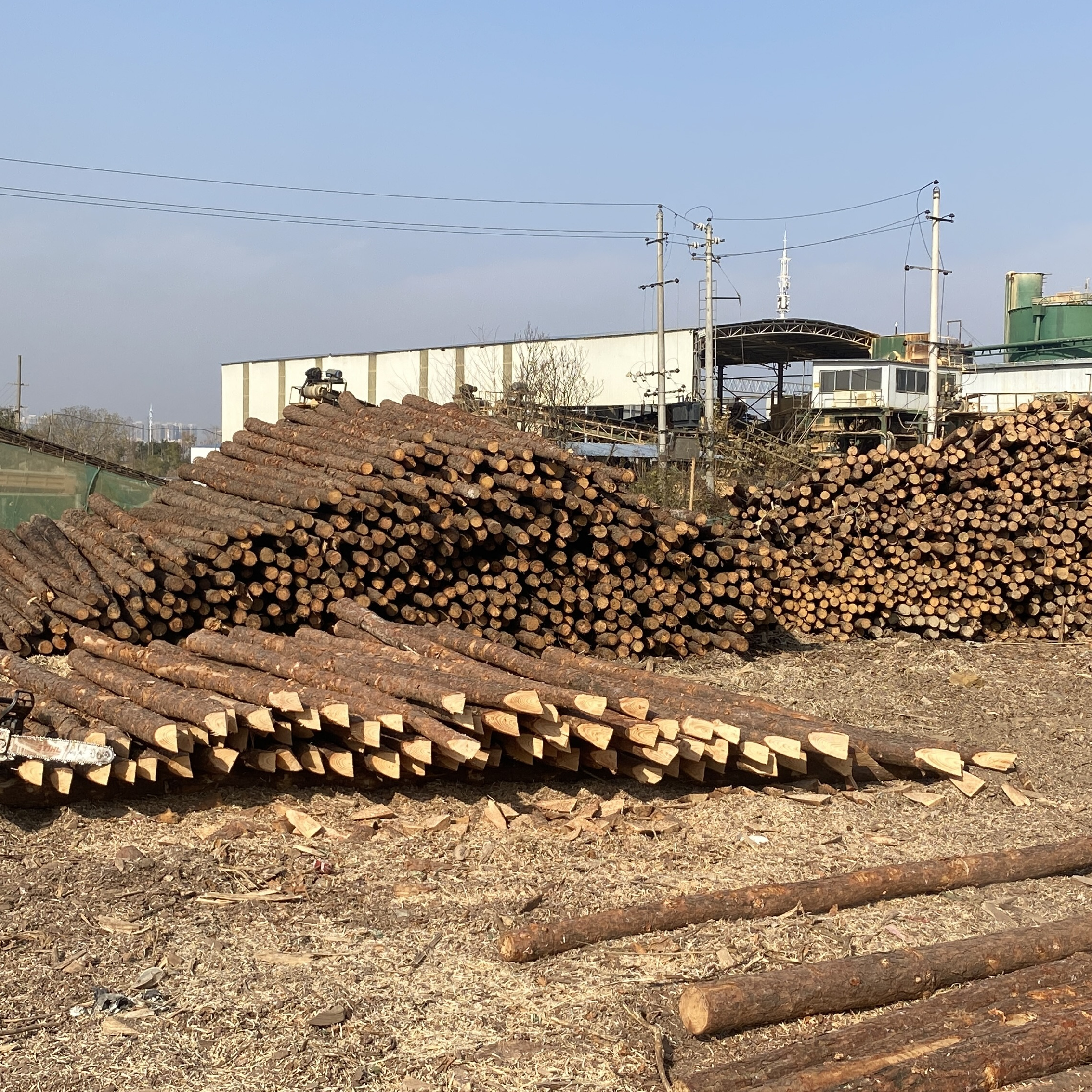 松木樁廠家泓樺錦嘉 - 原木松木樁用于圍堰工程需要削尖樁頭嗎？?