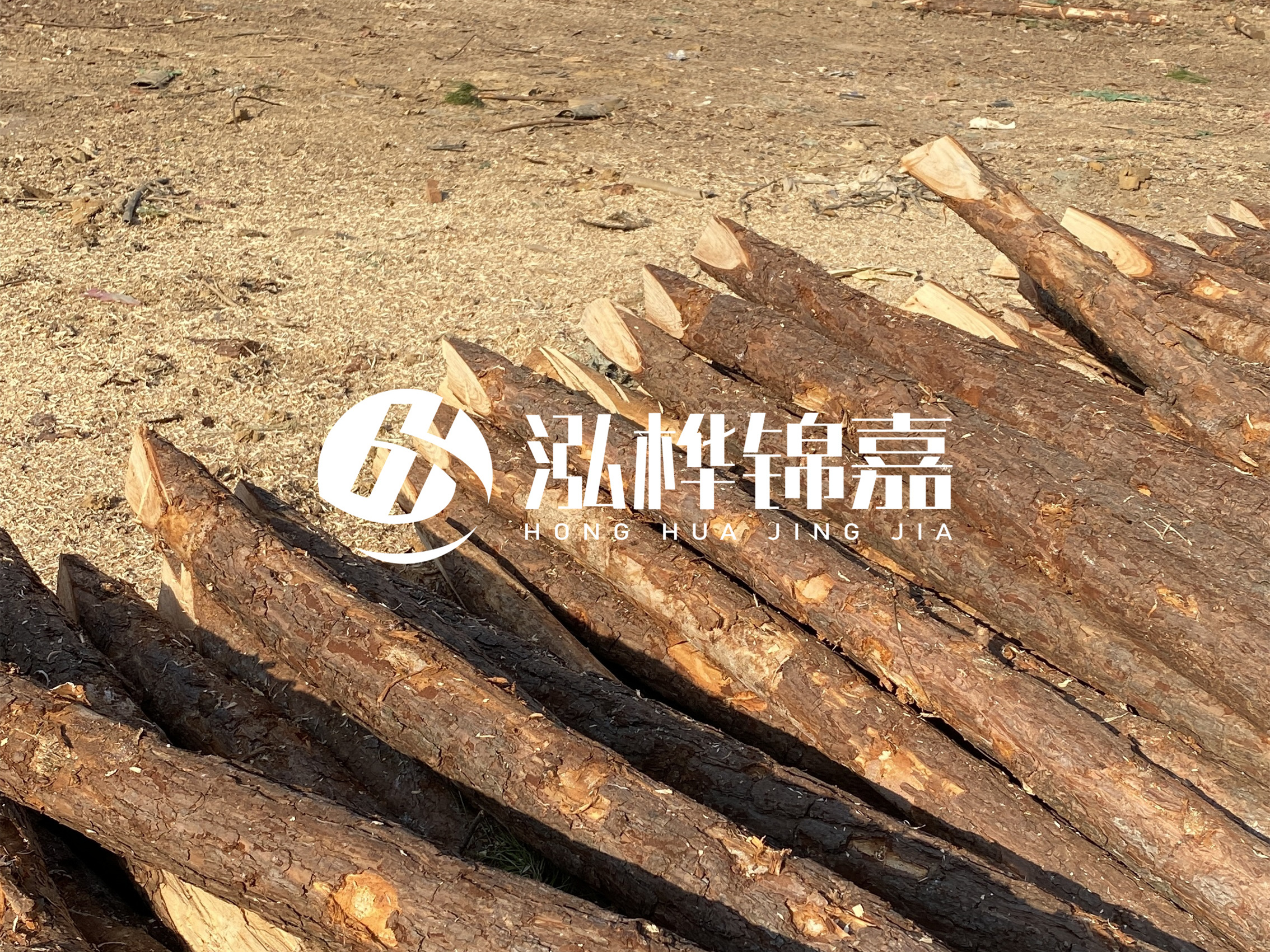 松木樁施工隊泓樺錦嘉 - 落葉松的直徑能達到20cm嗎？